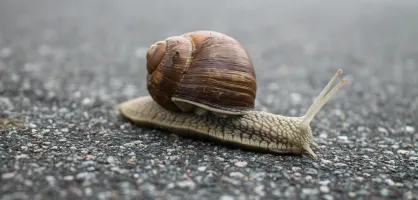 Snail Snail