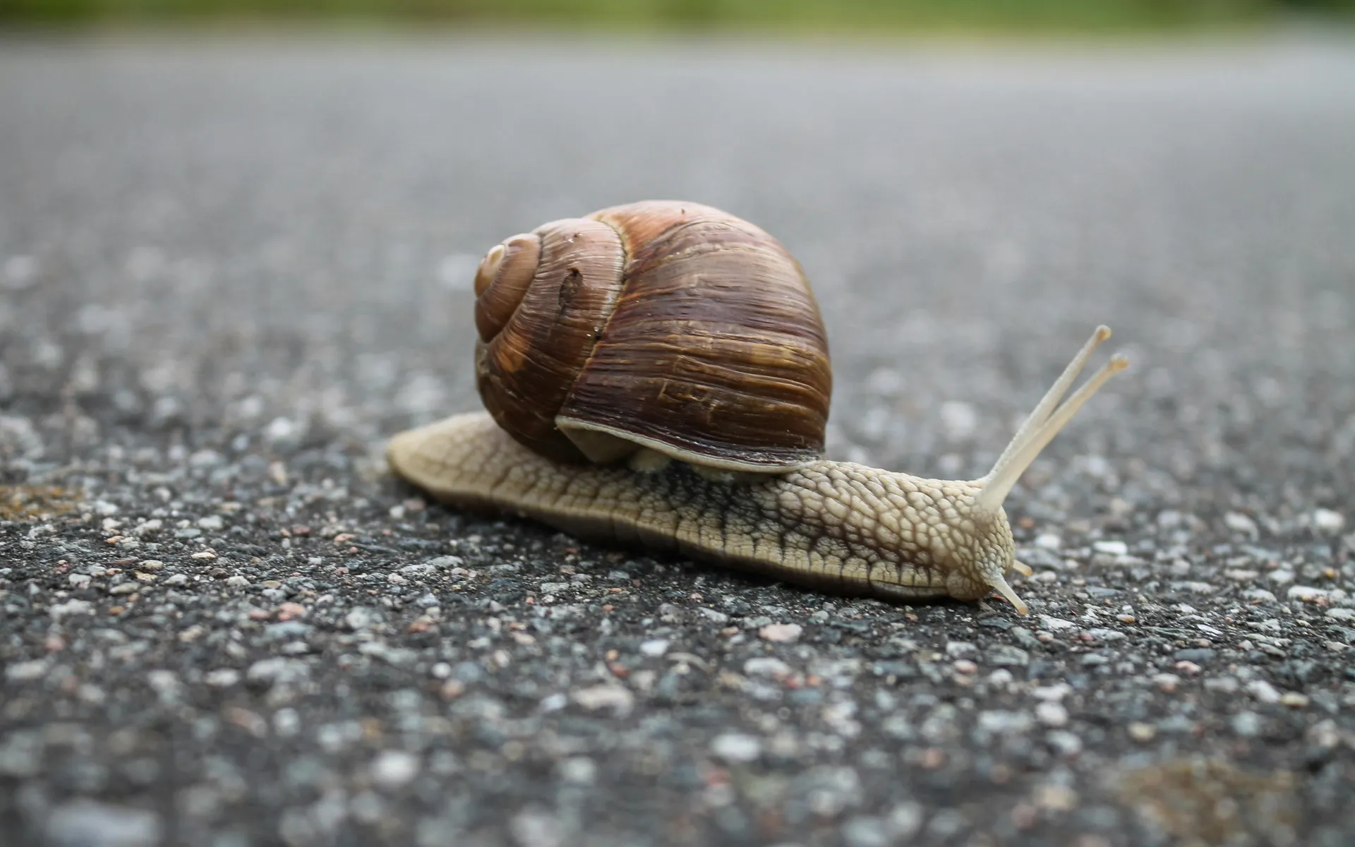 Snail Snail